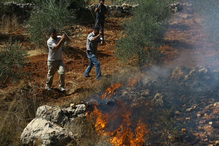 نابلس: مستوطنون يحرقون مئات أشجار الزيتون في بورين