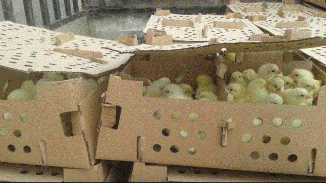 ضبط 6800 صوص لاحم مهرب من إسرائيل في الخليل