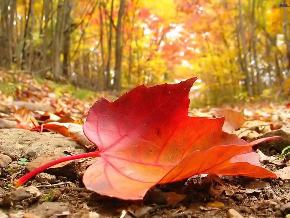 اليوم يبدأ فصل الخريف ومؤشرات على موسم مطري فعال