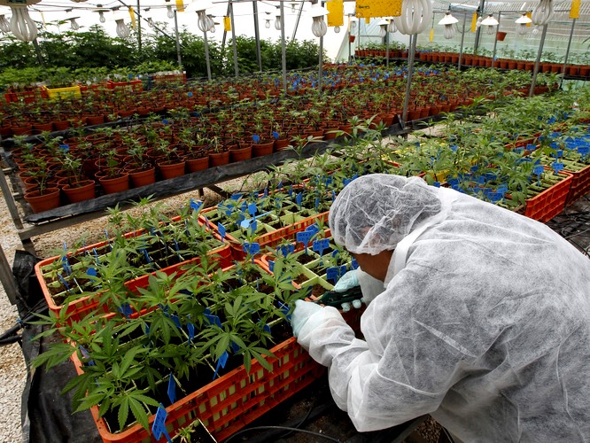 A worker tends to cannabis plants at a plantation in northern Israel. Researchers say they have developed marijuana that can be used to ease the symptoms of some ailments without getting patients high.