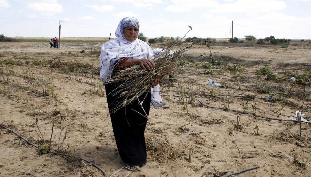 قطاع غزة: الاحتلال يرش المحاصيل الزراعية بالمبيدات
