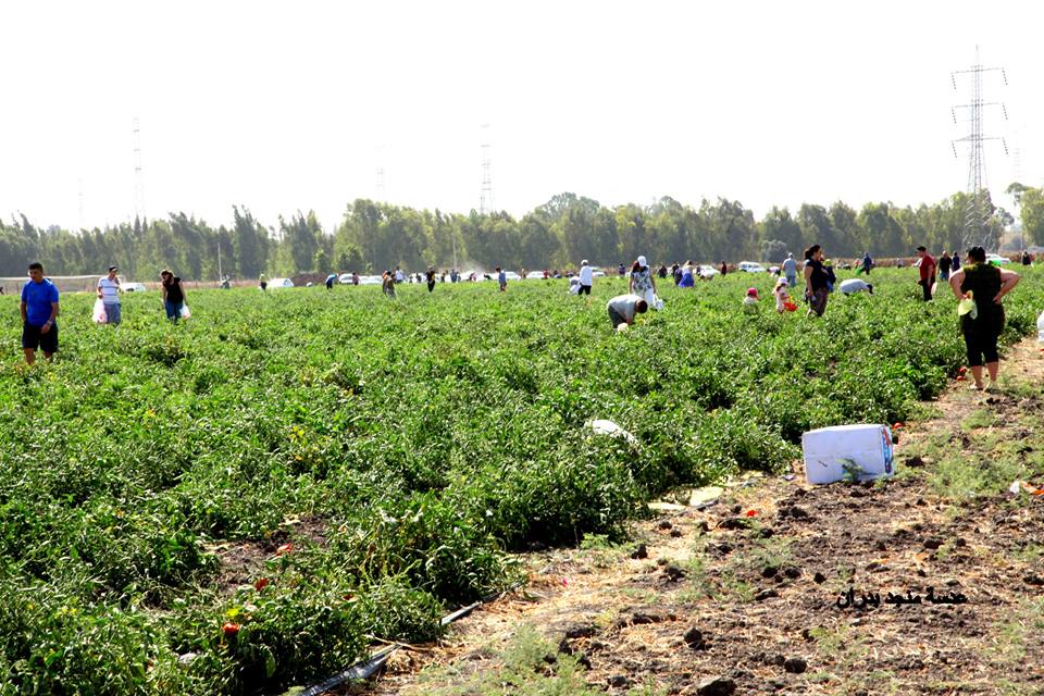السلطات الإسرائيلية تشرعن المزارع الفردية لليهود بالنقب