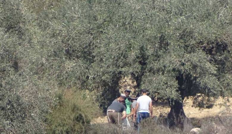 مستوطنون يسرقون ثمار 420 شجرة زيتون شرق نابلس
