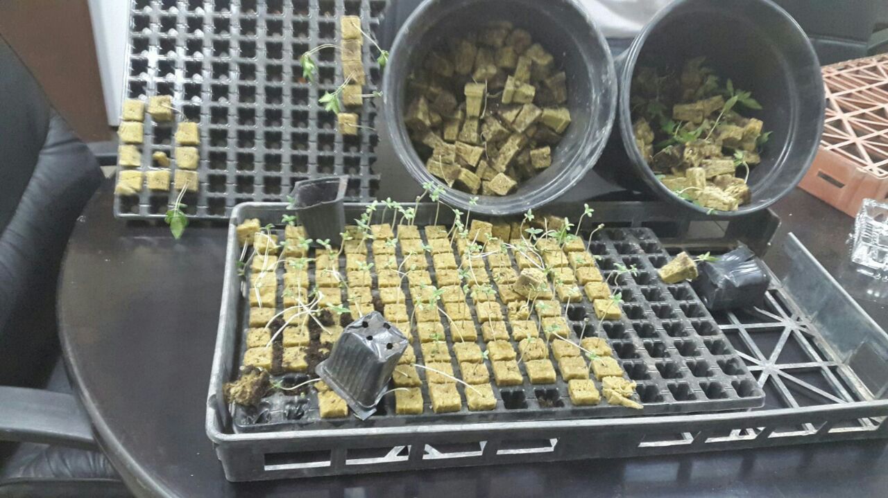 الأمن الوقائي يضبط مشتلا لزراعة الماريجوانا في أريحا